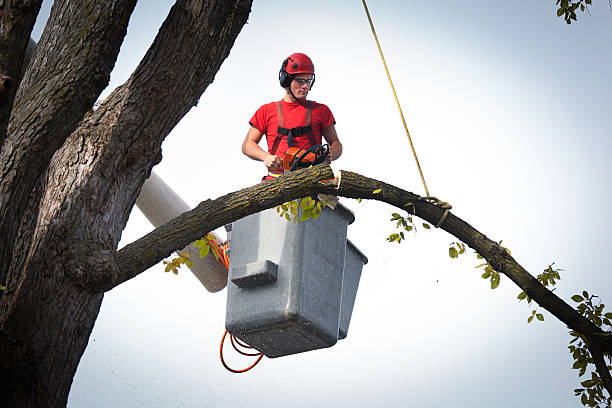 Best Palm Tree Trimming  in Perry, MI